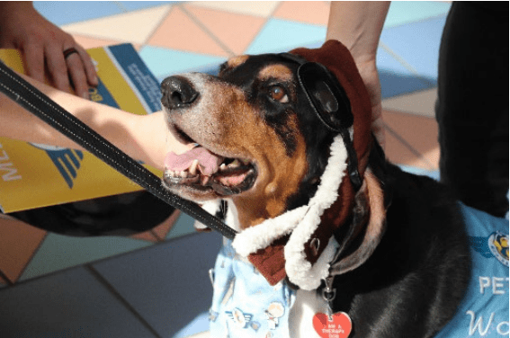 Airport therapy dog